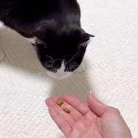 手からエサを食べようとする猫