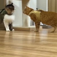 洋服を着てにらみあう2匹の猫