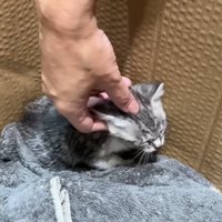 頭をなでられる子猫