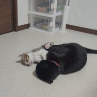 向かい合って横になる2匹の猫