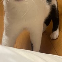 白黒猫の足元