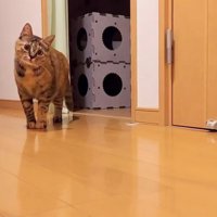 何かを見つめる猫