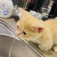 蛇口から流れる水に鼻を付けるマンチカン