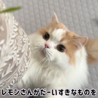 だーいすきなものを