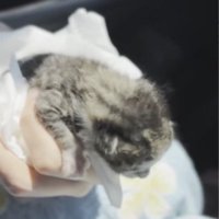 手で持たれる猫