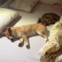ベッドを広く使う猫と犬