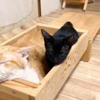 箱に入るクロミちゃん