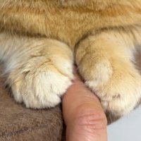 お手々のアップ