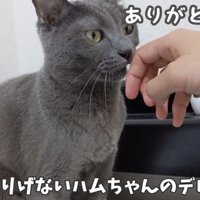 嬉しそうなハムちゃん