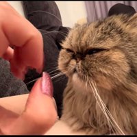 猫にネイルを見せる