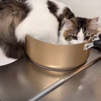 鍋に入りきっていない猫