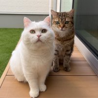 ポムちゃんしまちゃん