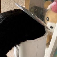 機械の中に頭を入れて、中に入っているキャットフードを食べる猫