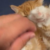 猫が手をぴくっとさせて鳴いた瞬間 