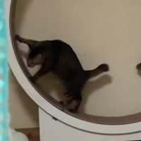手を伸ばす猫