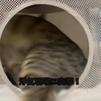 飼い主に気付いて慌てる2匹の保護猫
