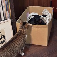 箱の中と外にいる猫