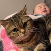 座ってカメラを見る猫