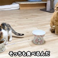 テロップ「そっちも食べるんだ」
