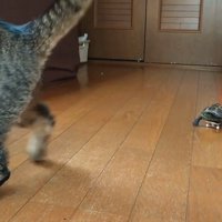 猫を追いかける亀