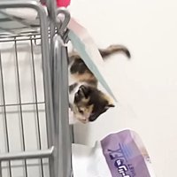 ケージの側面を降りていく三毛猫の子猫