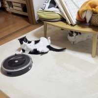 起き上がった姿