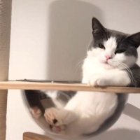 キャットタワーのボウルの中でくつろぐ猫