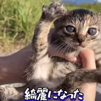 足を開く子猫