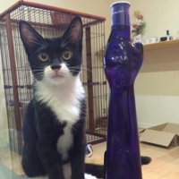 おすわりする白黒猫