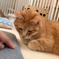 人の手を見つめる猫