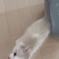 鳴きながら見上げる子猫