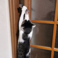 ドアを開ける猫