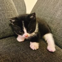 ソファーにいる猫