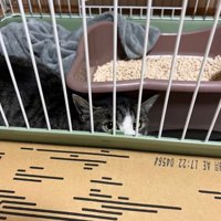 ケージの中で不安そうな猫