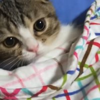 猫用ベッドでくつろぐ子猫