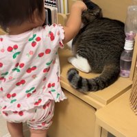 赤ちゃんに顔を触られる猫