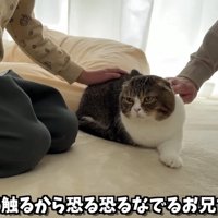 恐る恐るなでる