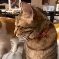 ティガーくんとチップくん