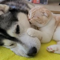 犬の顔を毛づくろいする猫