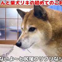 しっぽをふる柴犬