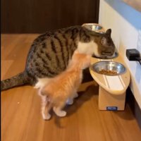 ご飯を覗き込む子猫