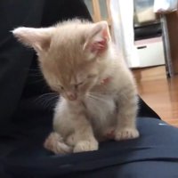 飼い主の膝の上に乗っている子猫