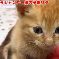 洗った後の子猫