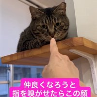 指の匂いを嗅いでいる猫