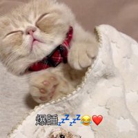 手の力が抜ける猫