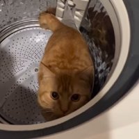 飼い主さんを見つめる猫