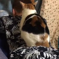 背中の上に乗っている猫と動く男性