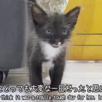 立っている子猫