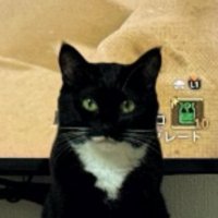 テレビ前にいる猫