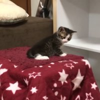 赤い星柄毛布に乗る子猫（振り向きスタイル）